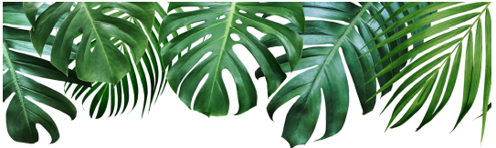tropical_leaves.png